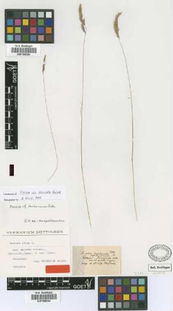 Festuca ovina L. var. Griseb. secunda[lectotype]