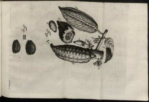 Fig. IV. - Fig. V.