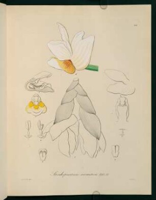 43r-43v, Stanhopeastrum ecornutum