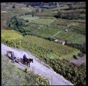 Ihringen: Weinberg mit Pferdewagen [mit Traubenernte], von oben