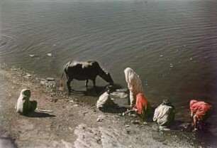 Wäscherinnen am Ganges : Reisefotos Indien. Wäscherinnen und Rind (wahrscheinlich am Ganges)