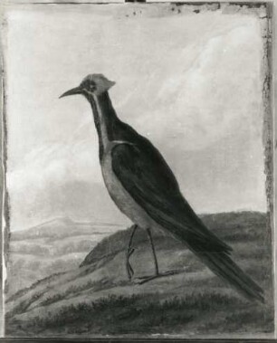 Specht (Picus) : Specht (Picus). Öl auf Leinwand (1655/1663; A. Eckhout). Radebeul, Hoflößnitz, Berg- und Lusthaus, Festsaal (nach der Restaurierung)