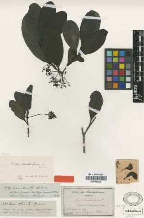 Neea obovata Spruce ex Heimerl