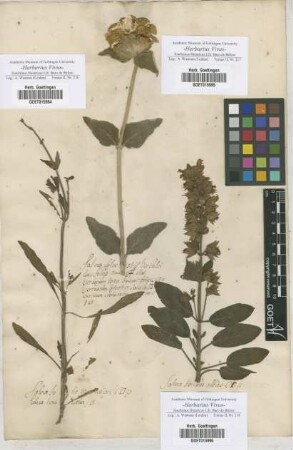 Salvia