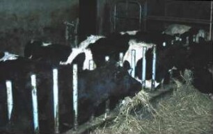 Fotografie: Futtervorlage, Futtertisch, Fressgitter, Fressbereich
