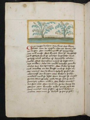 Nutzpflanze: Cyter (Cicer arietinum = Kichererbse / Fabaceae) / Kichererbse; (aus Konrads von Megenberg "Buch der Natur")