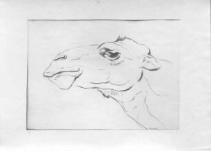 Dromedarkopf ? : Dromedarkopf ?. Kohlezeichnung (um 1935?; E. Richter)