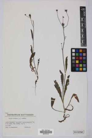 Tolpis barbata (L.) Gaertn.