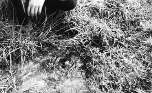 Triebischtal-Taubenheim. Kleine Wiesenquelle zwischen Lampersdorf und Taubenheim, oberhalb der Kleinen Triebisch