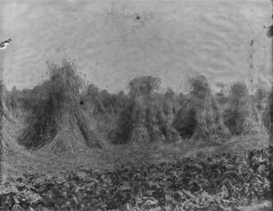 Kornpuppen : Getreidegarben, die zu Kornpuppen auf einem Feld aufgestellt sind.