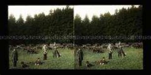 Hirten mit Hund auf der Kuhweide