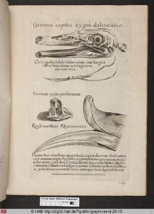Genuina capitis cygni delineatio.