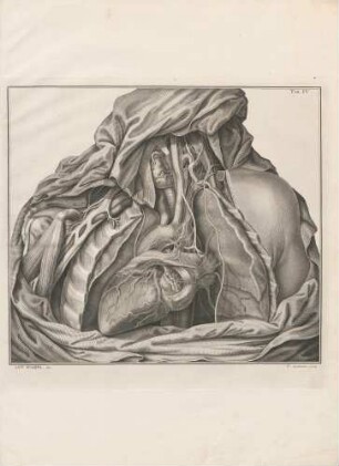 Cardiaci Nervi Sinistri Lateris