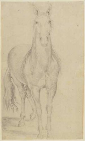 Stehendes Pferd