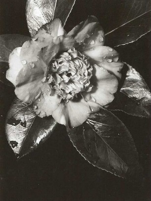 Kamelie (Camellia japonica). Blüte (gefüllte Zuchtform)