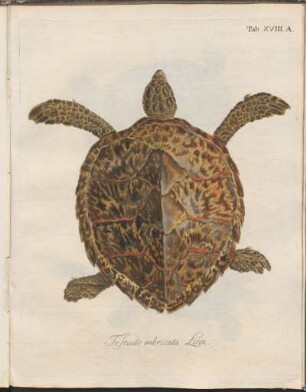 Tab. XVIII.A: Testudo imbricata Linn.