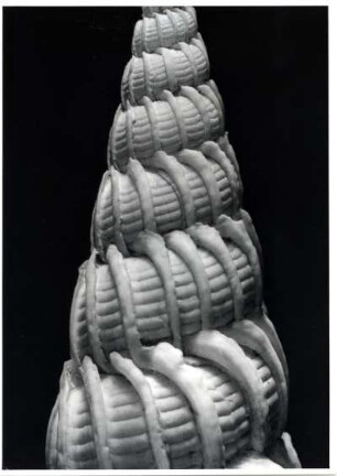 Scalaria vuricosa L., Südsee
