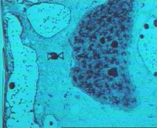 Cell Division in the Diatom Surirella
