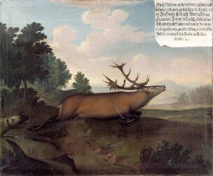 Hirsch mit 46 Enden, erlegt 1736 von Herzog Franz Josias von Sachsen Coburg Saalfeld bei Moggenbrunn