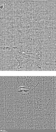 Lilienschild + IESV / LW = S.87/88+129/130