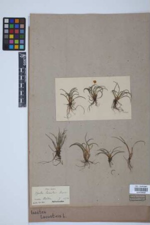 Isoetes lacustris L.