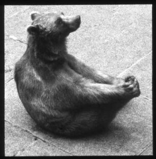 Bär im Berner Bärengraben
