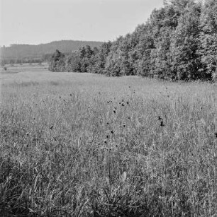 Landschaft : Oberlausitz. Wiese