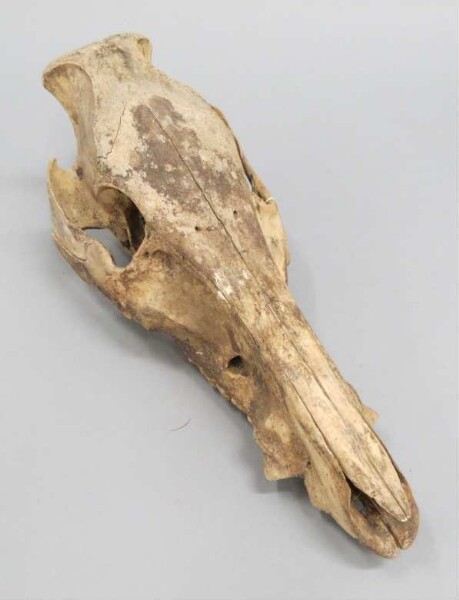 Skull of a pig