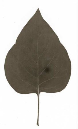 Gemeiner Flieder (Syringa vulgaris)). Blatt