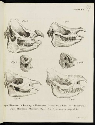 CCCXVII. H. Fig. 1. Rhinoceros Indicus. Fig. 2. Rhinoceros Javanus. Fig. 3. Rhinoceros Sumatranus. Fig. 4. Rhinoceros Africanus. Fig. 5 et 6. Dens molaris sup. et inf.