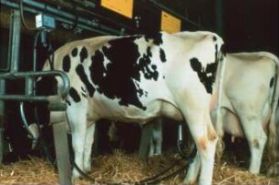 Fotografie: Anbindestall, Rohrmelkanlage, Einstreu, Melktechnik