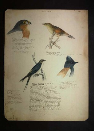 Ornithologie pl. IX.