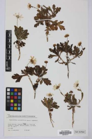 Argyranthemum coronopifolium (Willd.) Humphries