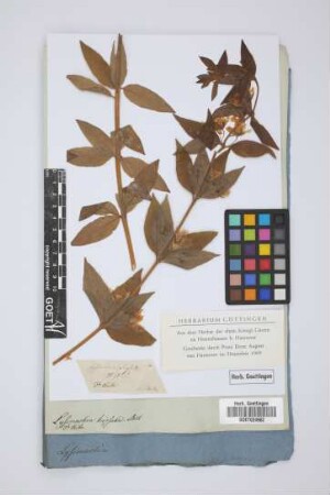 Lysimachia hirsuta Michx.