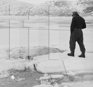 Duvefjord : Hannes Semkat mit erlegtem Eisbär