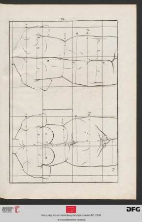 Taf. 24 [Weiblicher Rumpf (Proportionen; Kontur)]