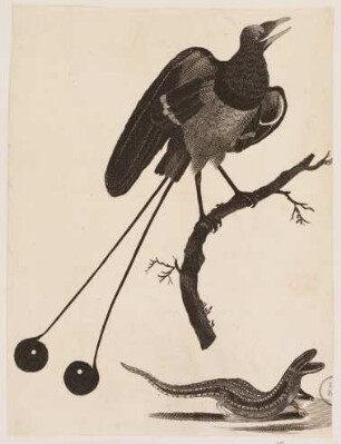 Paradiesvogel und Salamander