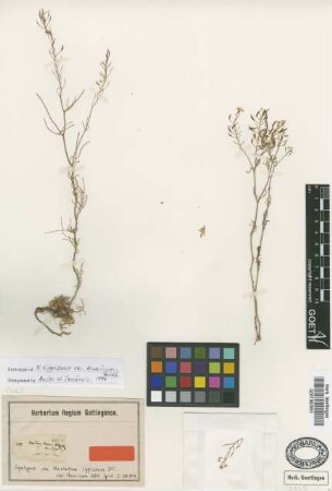 Nasturtium lippizense DC. var. thracicum Griseb.[syntype]