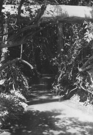 Kilimbwe-Bach : Dschungellandschaft mit einem Bach