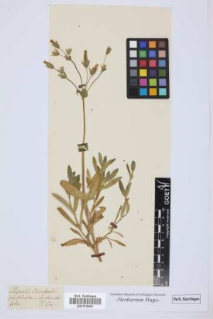 Myosotis