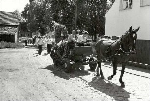Erntebrauch in Tauer : Gesellschaftliche Volkskultur - Herbst. Ort: Turjej / Tauer. Hahnrupfen (łapanje kokota). Vgl. Lětopis C 27 (1984).