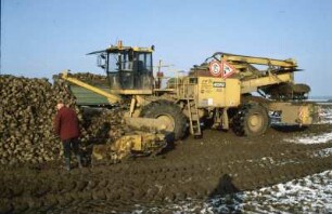 Fotografie: Ernteverfahren, Zuckerrübe, Zuckerrübenverlademaus