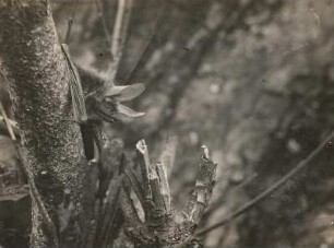 Bechsteinfledermaus (Myotis bechsteinii KUHL.)
