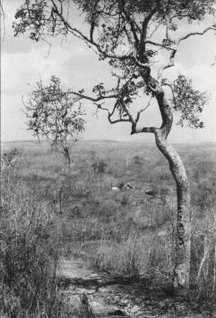 Erstes Tendaguru-Lager : Blick in eine Savannenlandschaft mit Bäumen und einem Weg. Im Hintergrund das Lager