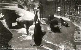 Reichsmessestadt Leipzig: Zoologischer Garten ; Seelöwenfütterung