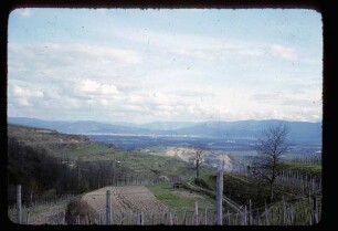Kaiserstühler Rebterrassen und Schwarzwald