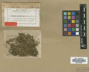 Fissidens asperifolius Broth. & M.Fleisch. [isotype]