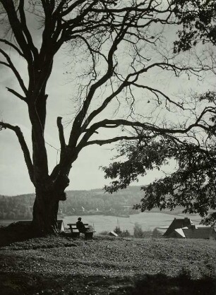 Rotbuche, ca. 700 Jahre alt, seit August 1939 eingetragenes Naturdenkmal