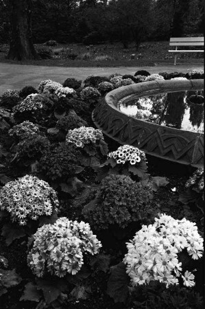 Blumenschmuck im Stadtgarten.