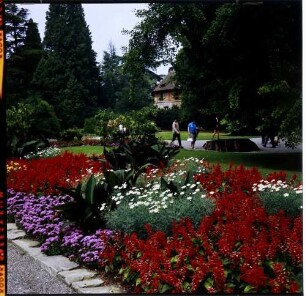 Insel Mainau: rotes Beet, Hintergrund Turm